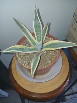 Variegated Centry Plant