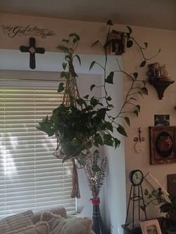 Hanging House Plant