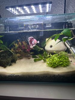 5 gallon shrimp fish tank