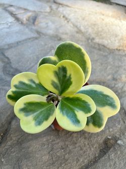 Hoya Kerrii variegated plant