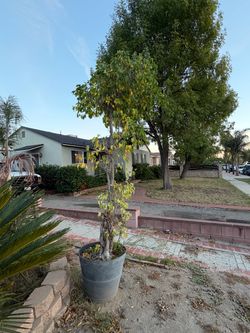 Potted Ficus Tree in Large Gray Pot