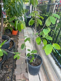 Atemoya Fruit Tree Plant