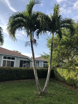 Double Palm Tree ...... Make Offer!!!!!!!!