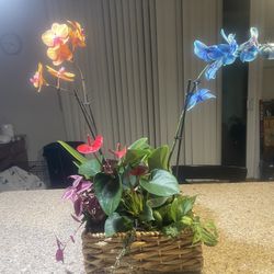 Beatifil Plant Arrangements 