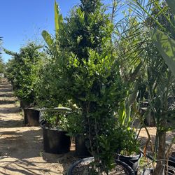 Ligustrum japonicum, Waxleaf Privet Hedges plant, 25gal 