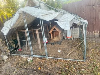 Gauge for chicken