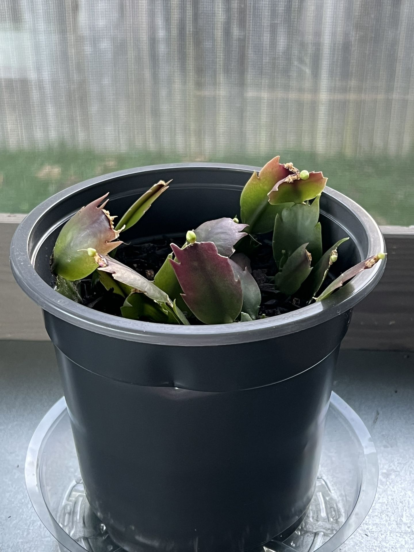Christmas Cactus Cuttings