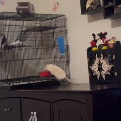 3-Level Large Black Rat Cage – Good Condition