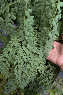Moringa Seeds And Plants/ Garden/House/ Outdoors 