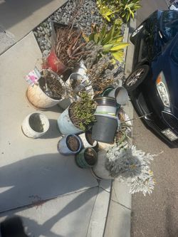 Free Pots