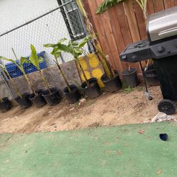 Banana Tress $30 OBO