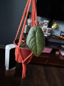 Alocasia Melo “Rugosa”