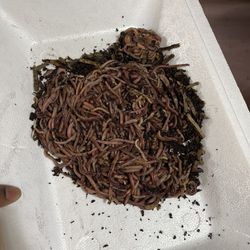 European Night Crawlers Fishing Bait Size Worms 