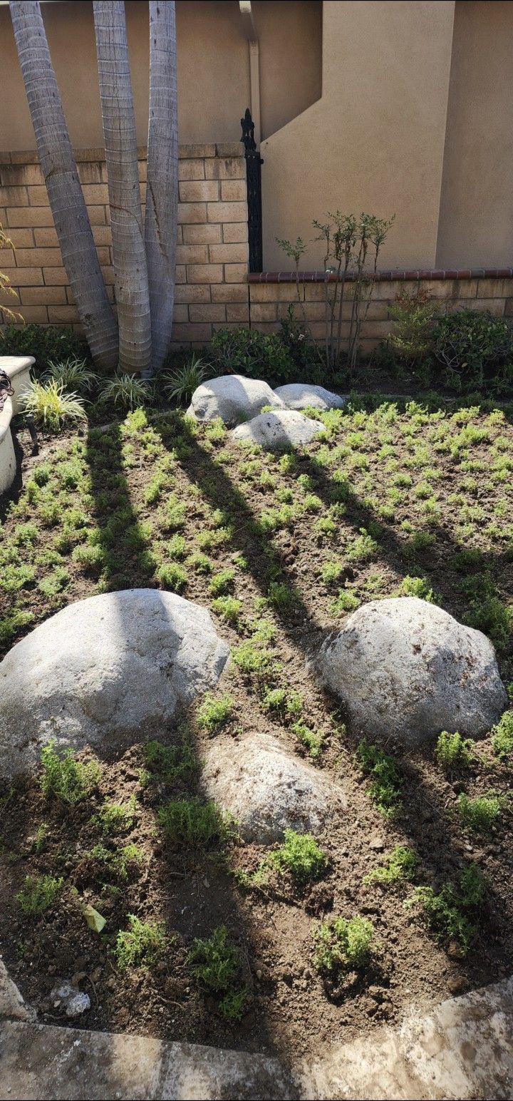 Art rock/ boulders 12"-24"+