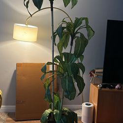 Tall plant