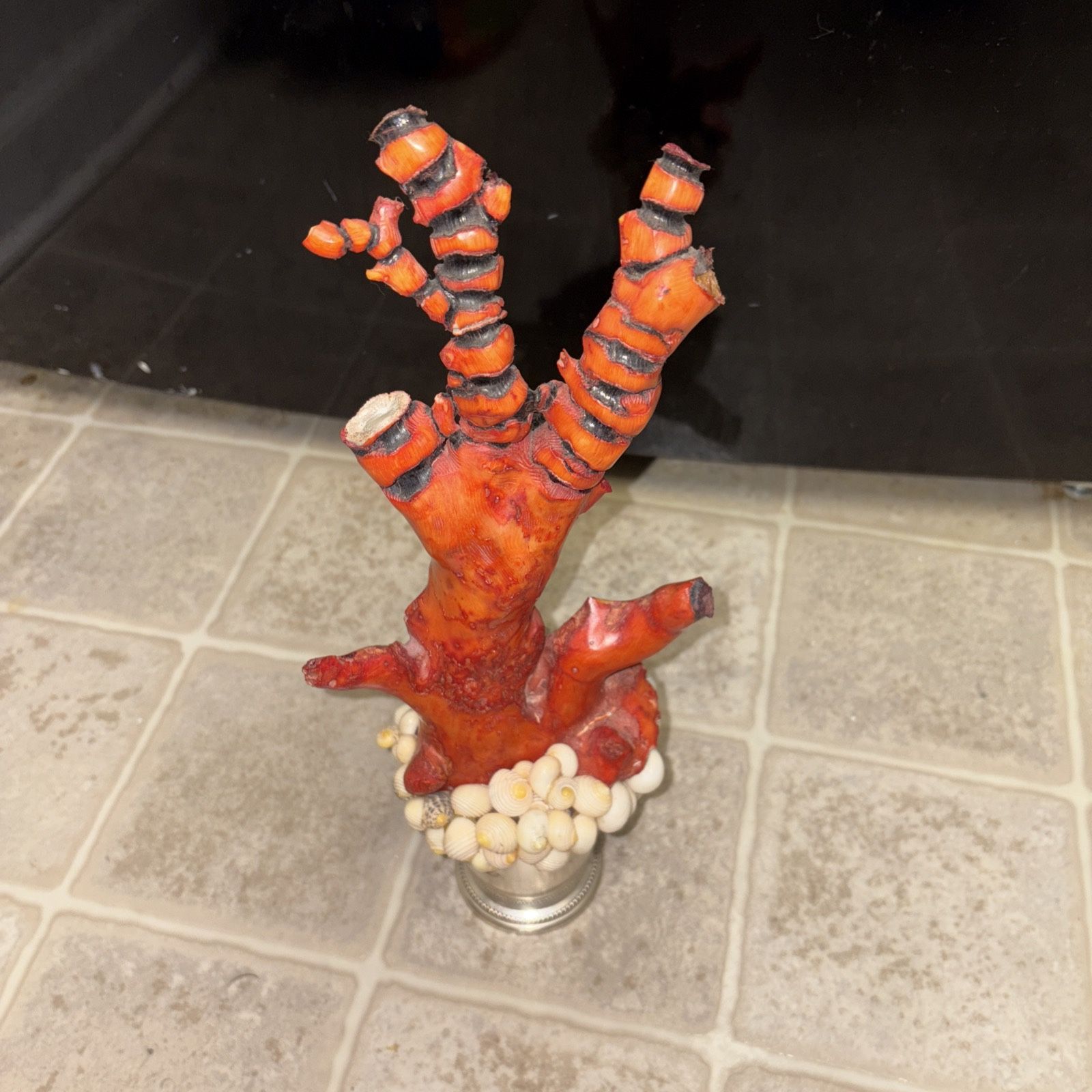 Vintage Fossilized Coral and Seashells