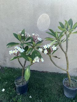 Plumeria Trees