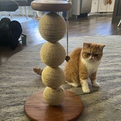 Cat Scratcher