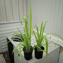 Yellow Walking Iris Plants 