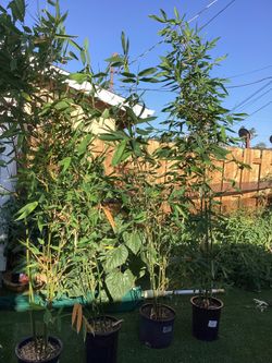 Oldhamii Bamboo