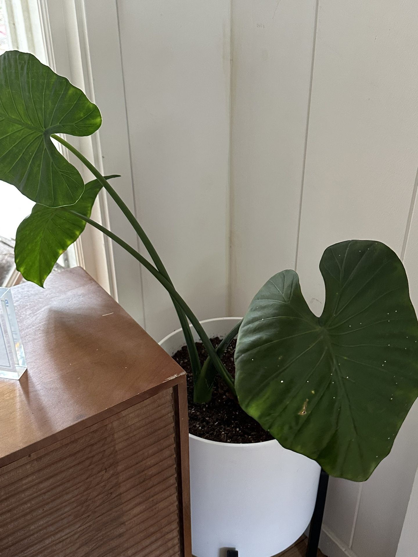 Ceramic potted indoor Plant