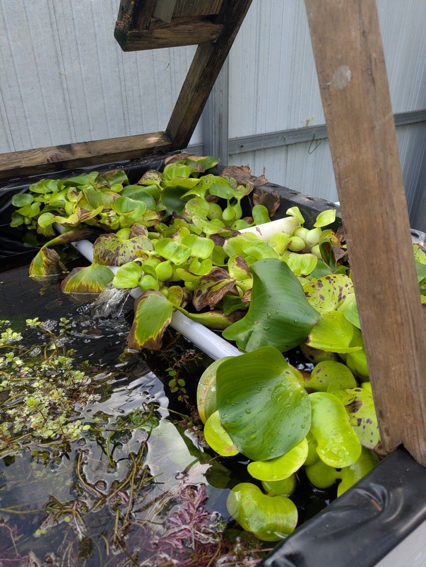Rotala rotundifolia 'Blood Red sin la luz artificial se torna verde y crece fuera del agua tambien