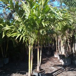 Multi Stalk Christmas Palms