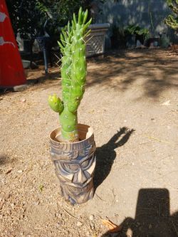 Cactus