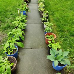 Dozens Of Several Species Of hostas