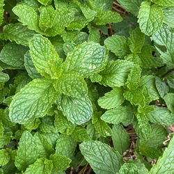 Organic Mint Plant With Roots