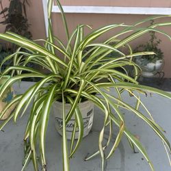 Spider Plants 