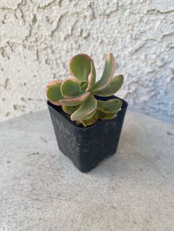 2 Inch Pot Succulent Plant - Crassula Swaziensis Variegata - Money Maker Variegated - Rooted & Established - Drought Resistant 🪴 Perfect Baby Bridal 