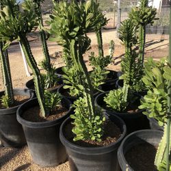 Local Grown Cactus 