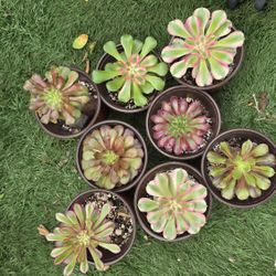 Aeoniums Plants 