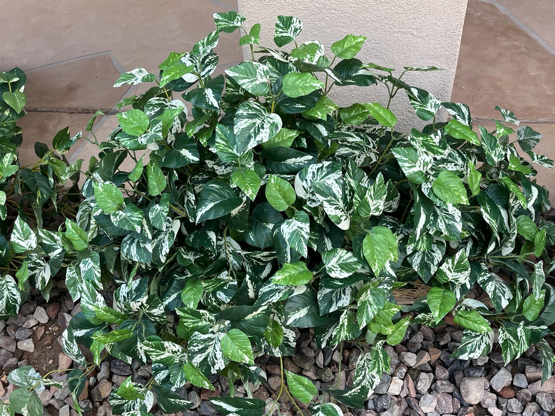 Silk Plants for Sale in Chandler, AZ OfferUp