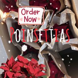 Noche Buenas 1X$10 Or 3X$25