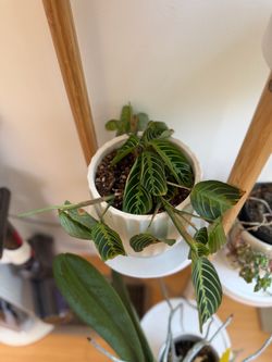 Prayer Plant (Maranta) — Herringbone Pattern — In Ribbed Ceramic Pot