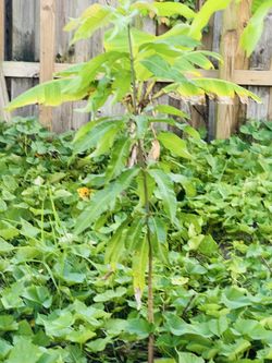 Mangoes trees