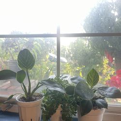 House Plants/ Plantas 