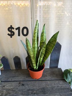 Snake plant
