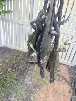 large pest removal