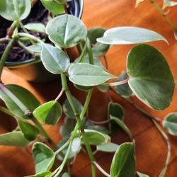 Vining Peperomia Indoor Plant in green decorative pot 
