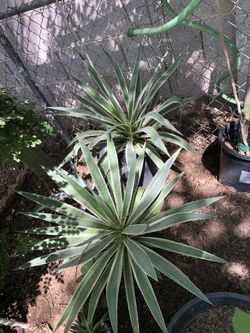 Agaves succulents or yucca