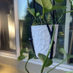 Pathos Plant In White Ceramic Pot With Drain With New  Macrame Hanger