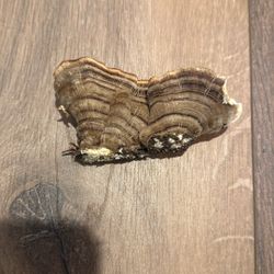 Dried Turkey Tail Mushroom