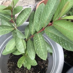 Guava Tree Plant