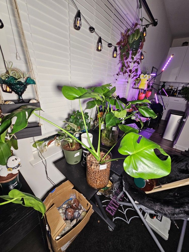 Established Monstera Deliciosa