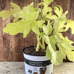 Golden Selloum Philodendron: ‘Aurea Flavum’ (Philodendron warszewiczii)