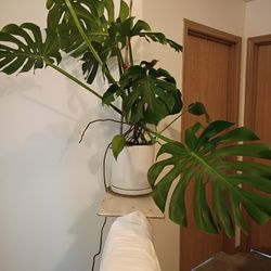 Monstera Deliciosa & Clay Pot