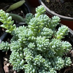 Succulents Plants 4”pot 🪴